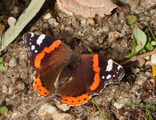 Réf. 251 463 : Vanessa atalanta